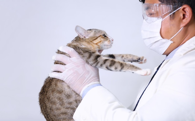 Widok z boku lekarza trzymającego kota