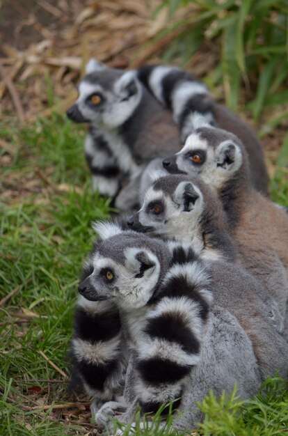 Zdjęcie widok z boku lemurów oddalających się