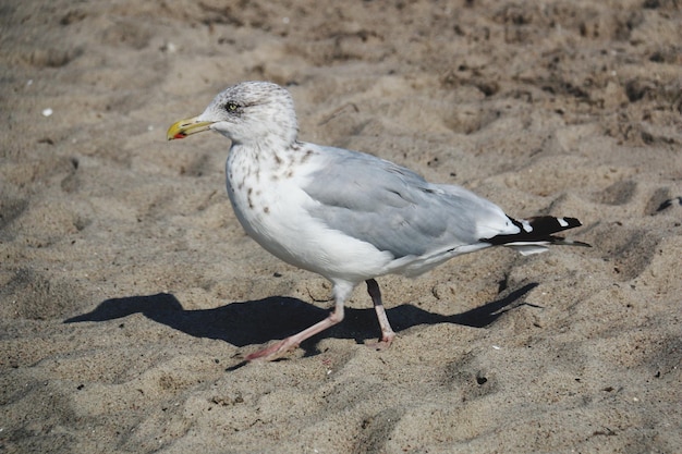 Zdjęcie widok z boku mewy na piaszczystej plaży