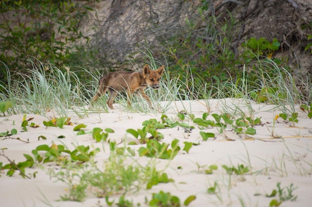 Widok z boku na Canis Lupus Dingo Baby chodzenie na plaży między GrassWild Life Concept