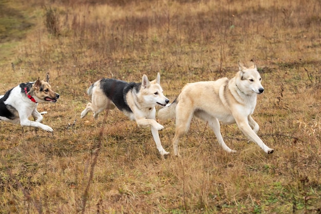 Widok z boku na domowe psy rasy mieszanej bawiące się i biegające na wsi w jesienny dzień