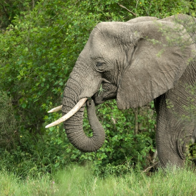 Widok Z Boku Na Głowę Słonia W Serengeti