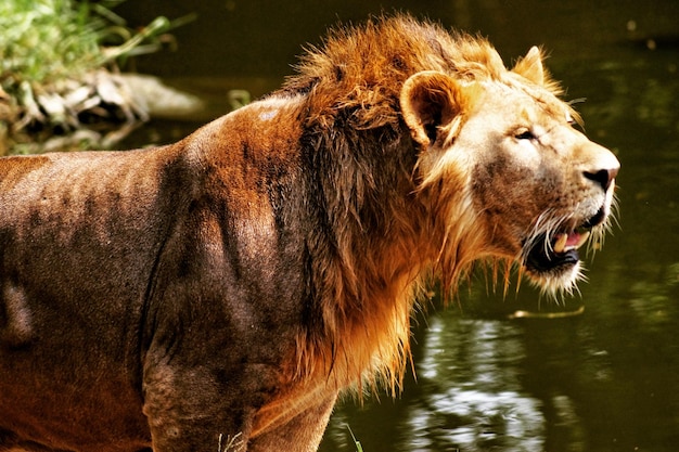 Zdjęcie widok z boku na lwa w jeziorze
