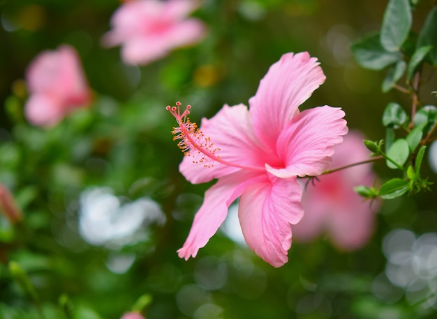 Widok Z Boku Na Piękny Kwiat Hibiskusa