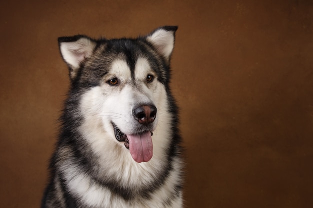 Widok z boku na siedzącego psa alaskan malamute