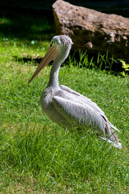 Widok z boku na szarego lub różowego pelikana z rodziny Pelecanidae na trawie