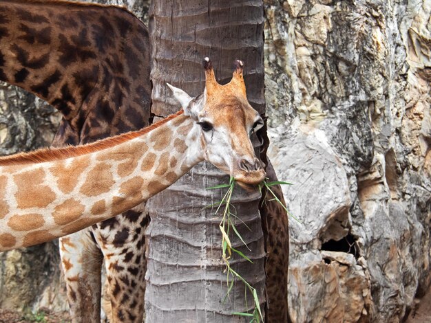 Zdjęcie widok z boku na żyrafę w zoo