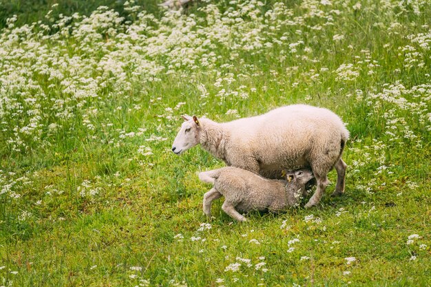 Zdjęcie widok z boku owiec na polu