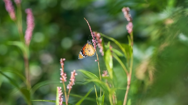 Widok z boku pięknego zwykłego tygrysiego skrzydła motyla pijącego nektar z małych dzikich kwiatów