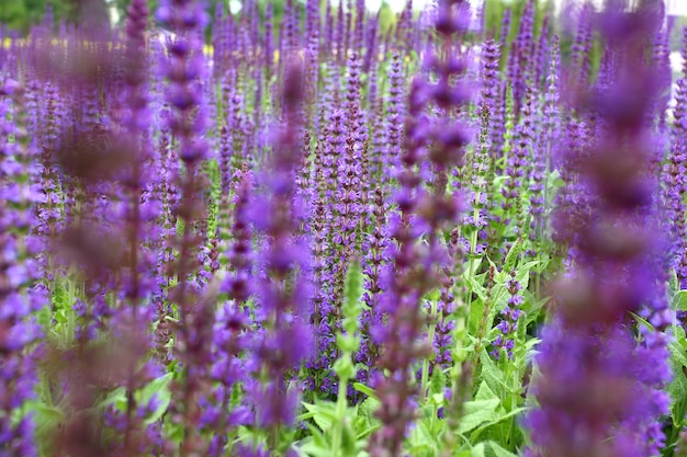 Widok z boku pola kwiatów lawendy z efektem bokeh