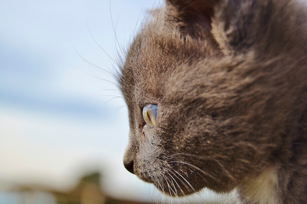 Zdjęcie widok z boku przemyślanego portretu kota