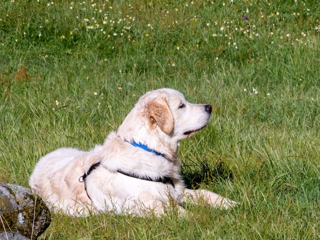 Widok z boku psa leżącej na trawiastym polu. Pies z uprzężą leżącą na łące odwracając wzrok.