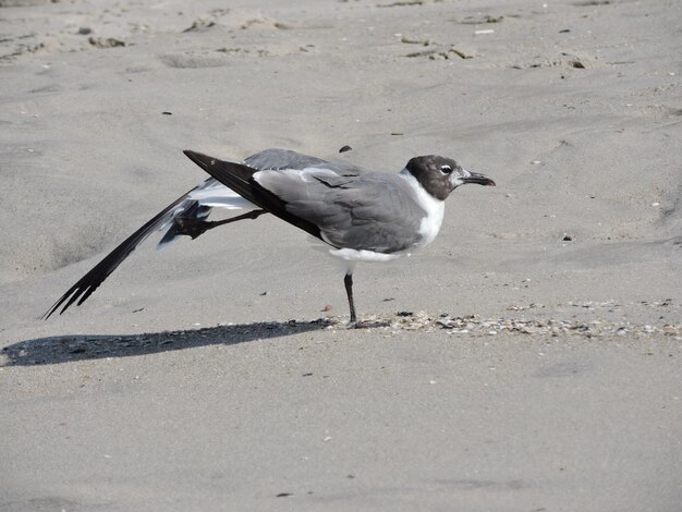 Zdjęcie widok z boku ptaka na plaży