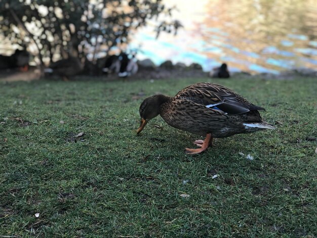 Zdjęcie widok z boku ptaka na polu