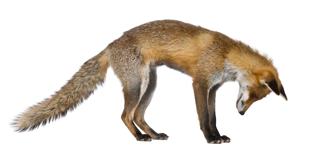 Widok z boku Red Fox, stojąc