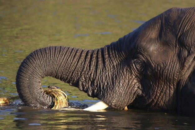 Zdjęcie widok z boku słonia jedzącego w rzece