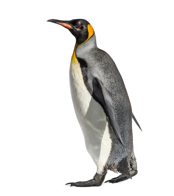 Widok z boku spacerującego pingwina królewskiego, na białym tle