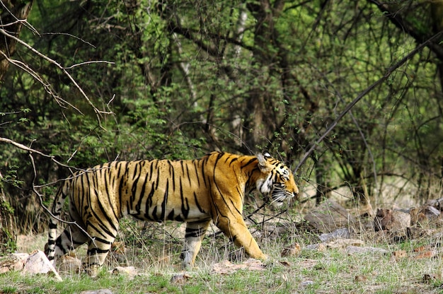 Widok z boku tygrysa w parku narodowym Ranthambore
