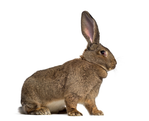 Widok z boku z flamandzkiego królika olbrzymiego na białym tle