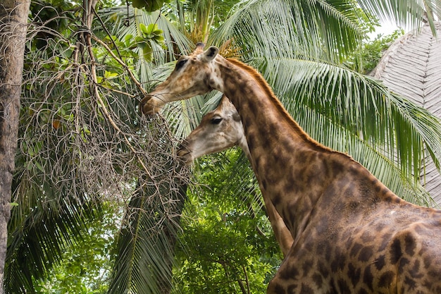Zdjęcie widok z boku żyrafy na drzewa