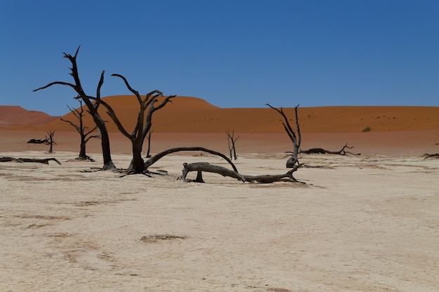 Widok z Dead Vlei, Sossusvlei Namibia