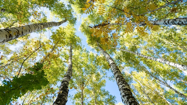 Widok z dołu brzozy w lesie jesienią, Tomsk, Syberia.