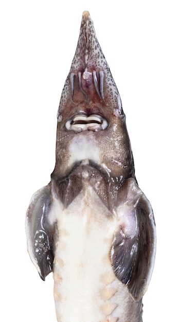Zdjęcie widok z dołu głowy wycięcia świeżej ryby jesiotra