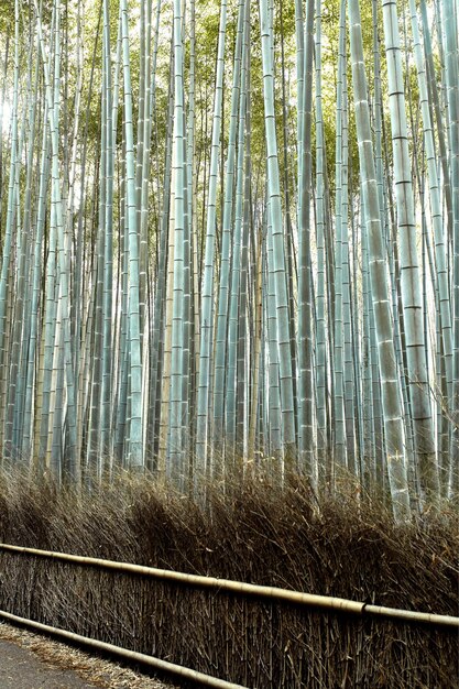 Zdjęcie widok z dołu lasu bambusowego sagano w arashiyama w japonii