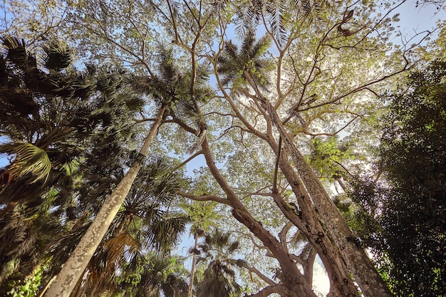 Widok z dołu na bardzo wysokie drzewa, w tym kilka palm w kompleksie Majów Chichén ItzÃ¡.