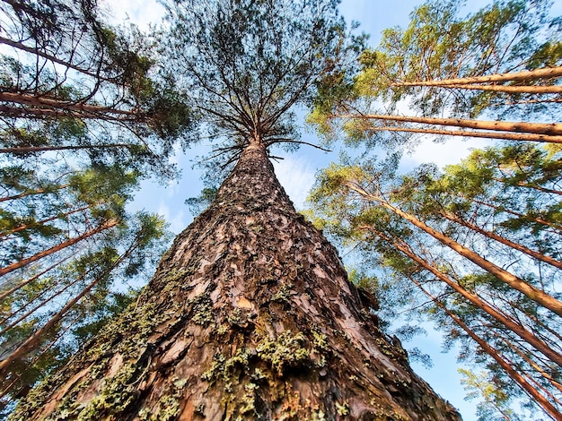 Widok z dołu pnia sosny Wysokie drzewa w lesie letnim Koncepcja ekologii i ochrony środowiska