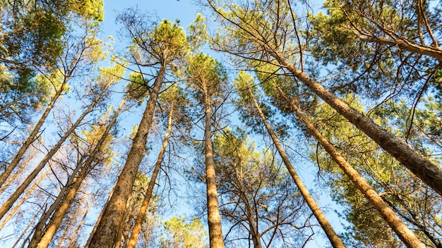 Widok z dołu sosny w lesie jesienią, Tomsk, Syberia.