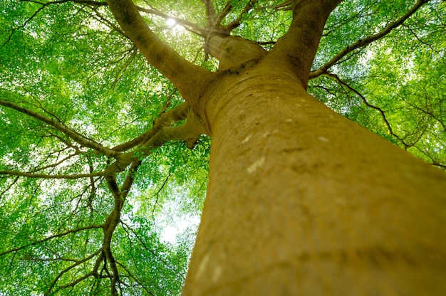 Widok Z Dołu Z Pnia Drzewa Na Zielone Liście Wielkiego Drzewa W Tropikalnym Lesie Z Promieniami Słonecznymi.