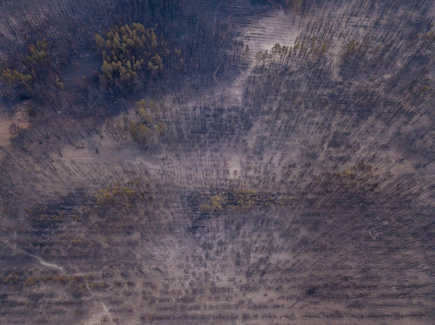 Widok z drona na spalony las po pożarze