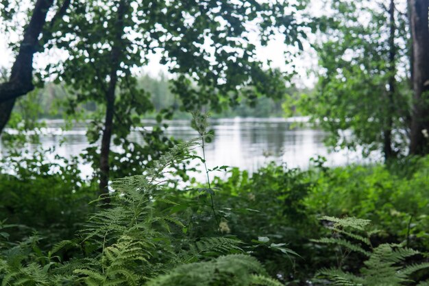 Widok z gąszcza drzewnego na brzeg lasowego jeziora skup się na pobliskich paprotach