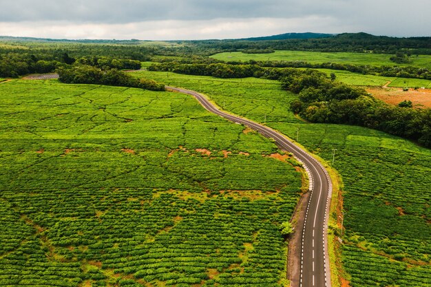 Widok z góry drogi przechodzącej przez plantacje herbaty na wyspie Mauritius, Mauritius.