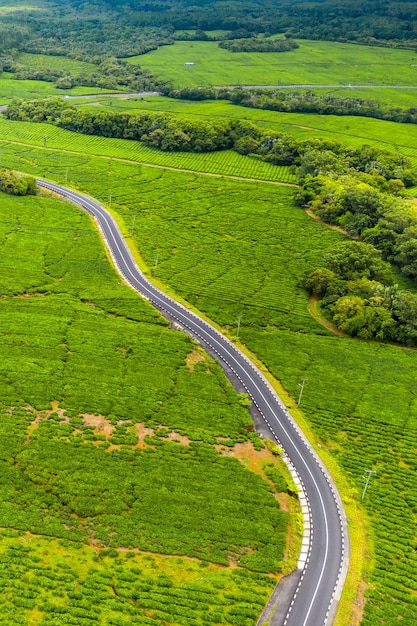 Widok z góry drogi przechodzącej przez plantacje herbaty na wyspie Mauritius, Mauritius.