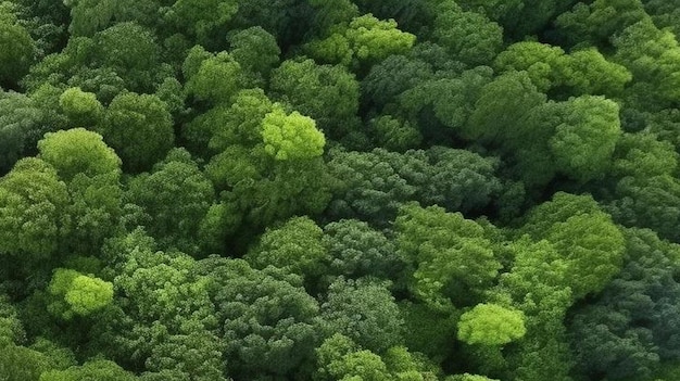 widok z góry drzewa leśnego