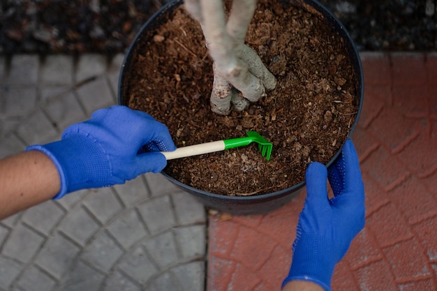 Widok z góry fotografia rąk w rękawiczkach ogrodniczych z narzędziem w środkuKobieta opiekująca się fikusem