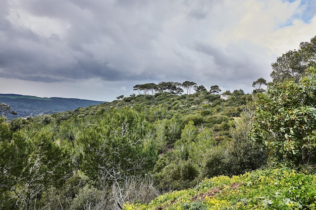 Widok z góry Karmel w Haifie z drzewami iglastymi i liściastymi oraz chmurami burzowymi