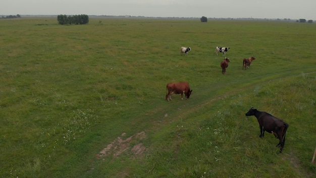 widok z góry krowy na zielonym polu z pięknym błękitnym niebem stado byków