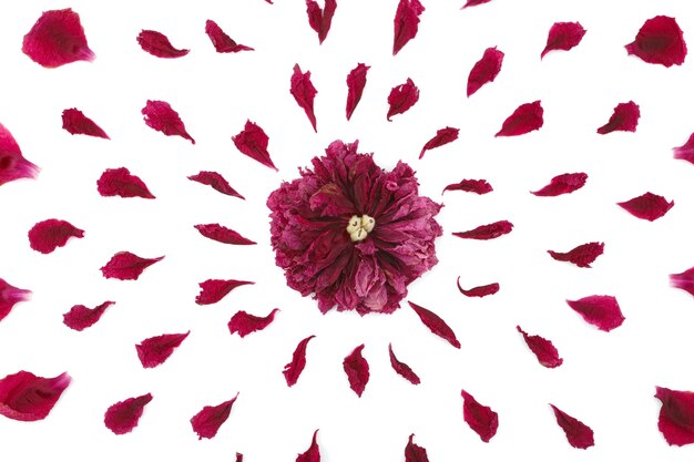 Widok z góry kwiatowy wzór płatków piwonii. Kompozycja kwiatów na białej powierzchni wykonana ręcznie. Sfotografowany z bliska.