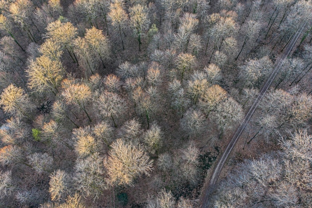 Widok z góry lasu liściastego na początku wiosny