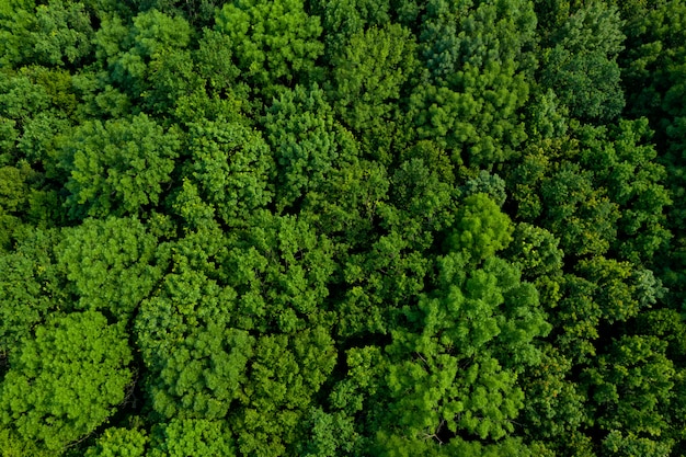 Widok z góry na bujny zielony las