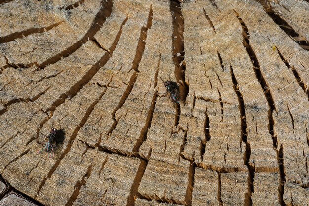 Widok z góry na drewniany pniak naturalny