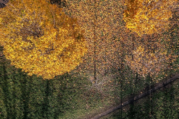 Widok z góry na jesienne drzewa parkowe z żółtymi liśćmi, opadłymi liśćmi na trawie i długimi cieniami