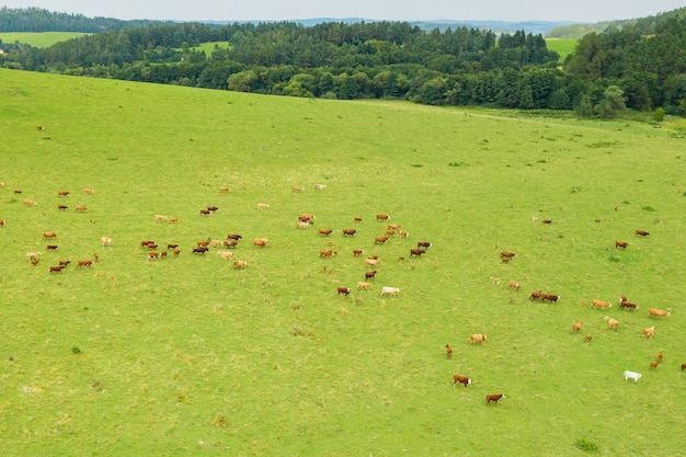 Widok z góry na krowy pasące się bydło na zielonej łące w górach