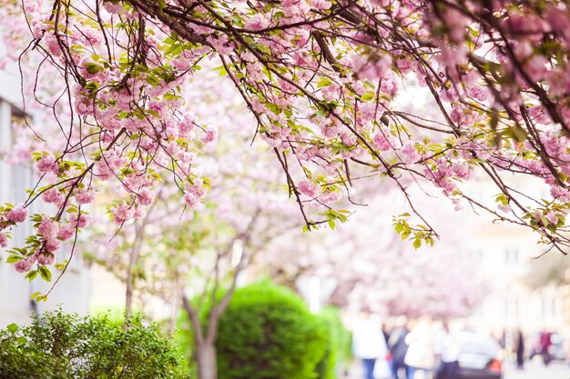 Widok z góry na kwitnące drzewo sakura z gałęziami zwisającymi z ziemi Wiosenne drzewa i krzewy na tle blured