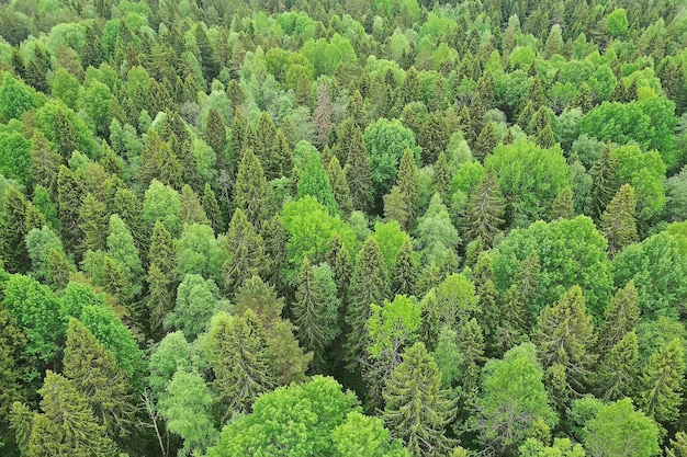 widok z góry na las, widok na panoramę krajobrazu letniego lasu z widokiem z lotu ptaka na quadrocopter