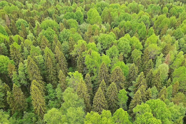 widok z góry na las, widok na panoramę krajobrazu letniego lasu z widokiem z lotu ptaka na quadrocopter