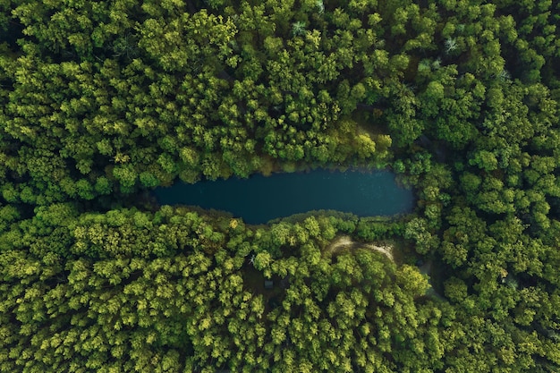 Widok z góry na leśne jezioro otoczone zielenią. Piękny krajobraz z lotu ptaka.